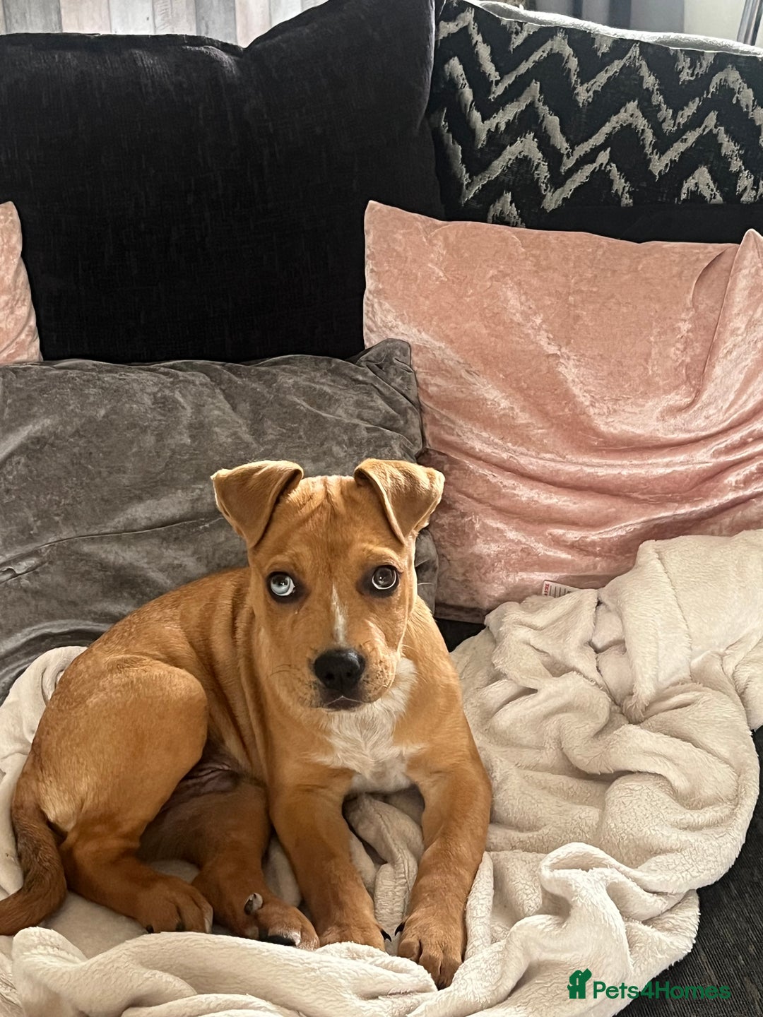 Mixed Breed dogs for sale: American bully x Rottweiler  - Image 1