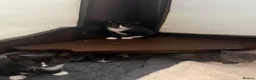Domestic Shorthair cats for sale: Stunning energetic kittens - Advert 14