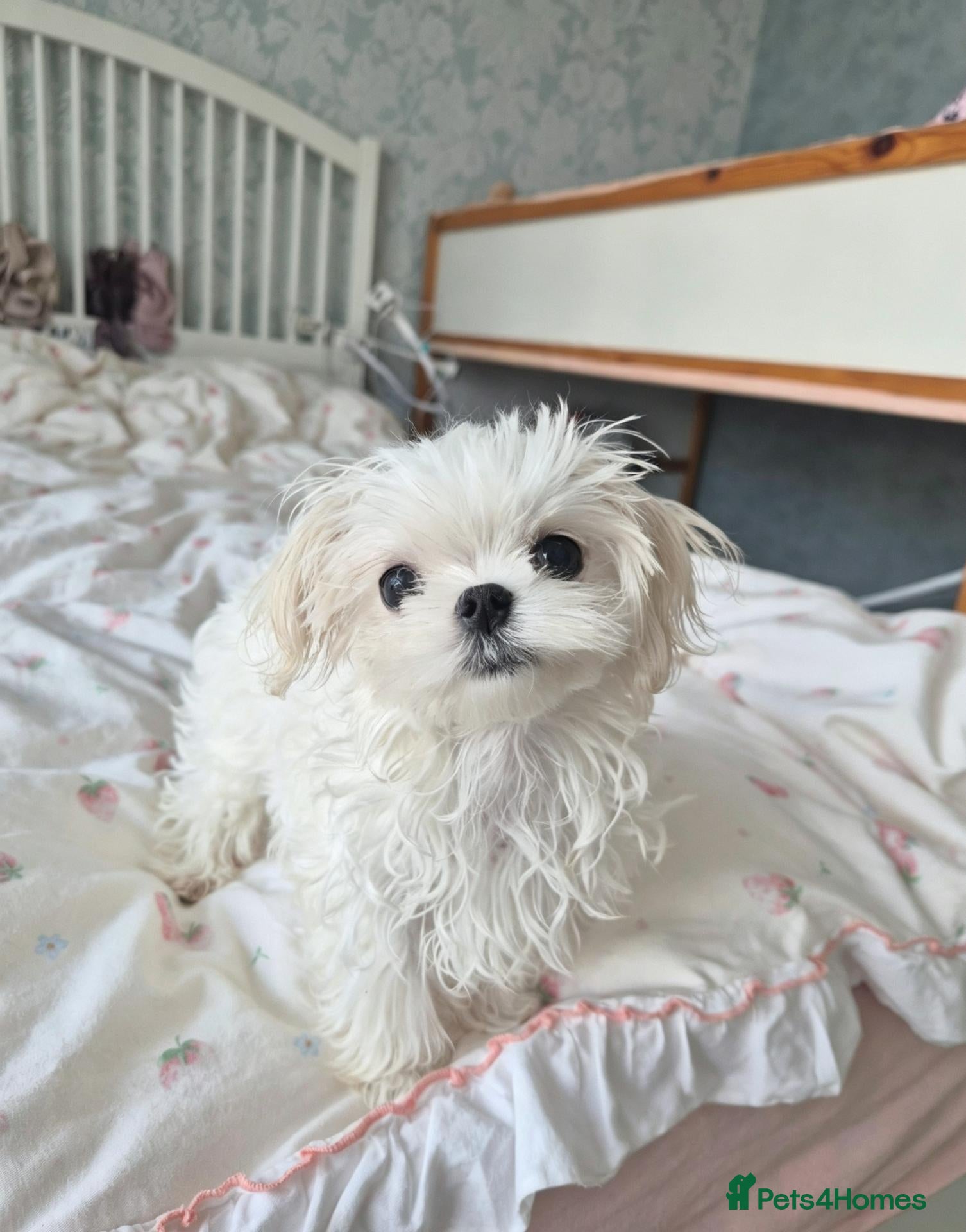 Maltese dogs for sale: 100% Korean‑line Maltese, registered with KKF  - Advert 11