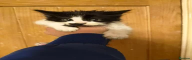 Mixed Breed Kitten 5
