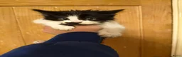 Mixed Breed cats for sale: ⭐ Eye Catching striking kittens ⭐ - Advert 6