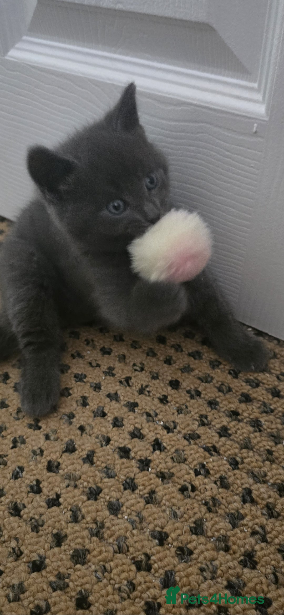 Russian Blue cats for sale: Gorgeous Russian Blue kittens - Image 12