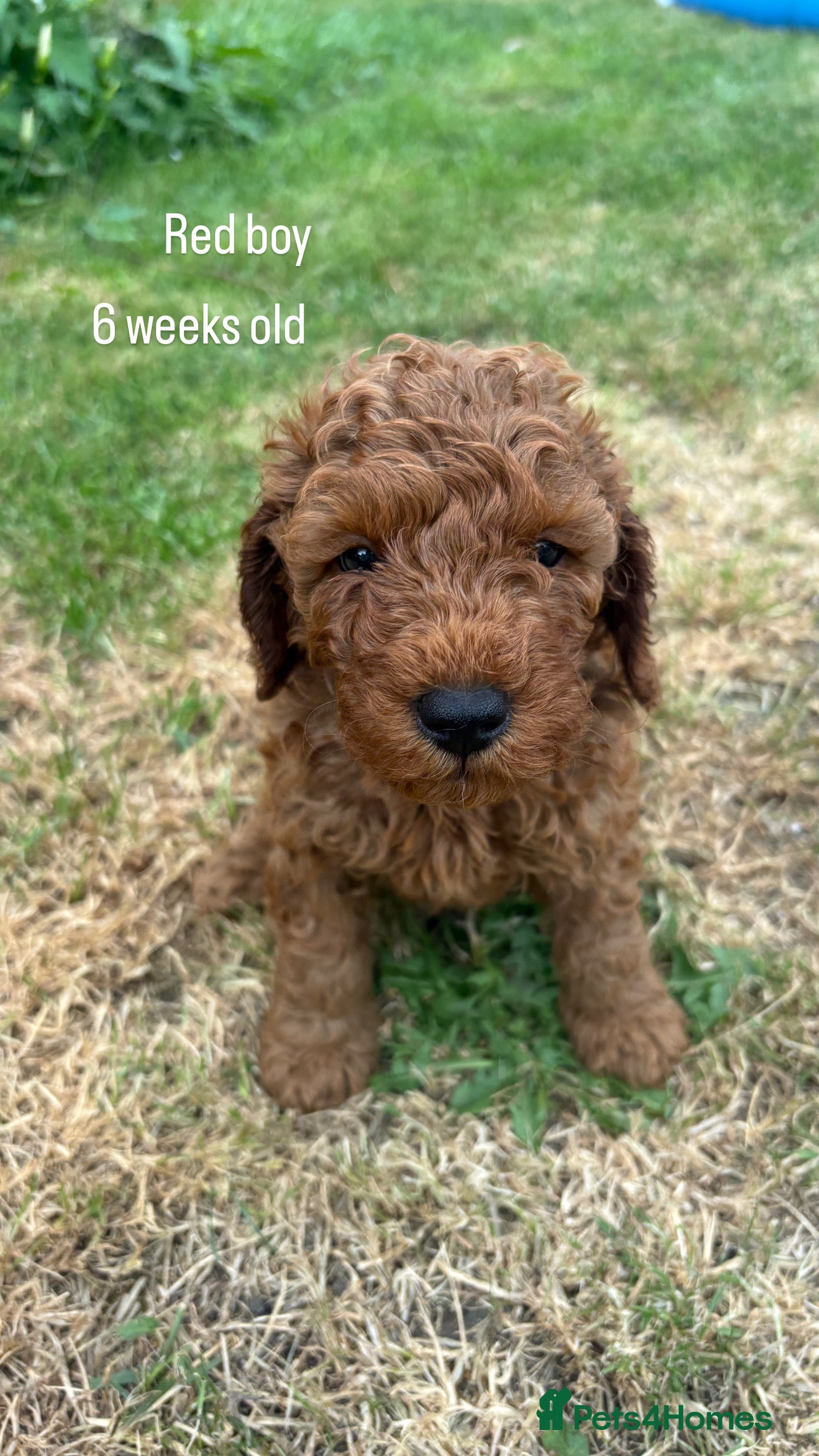Cockapoo dogs Beautiful All Fox Red F1BB Cockapoo Puppies  - Advert 2