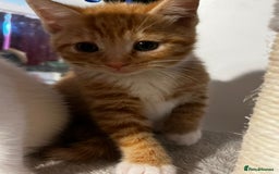 British Shorthair cats for sale: 5 male kittens - Image 5