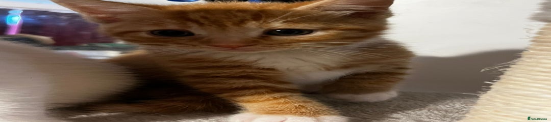 British Shorthair Kitten 5