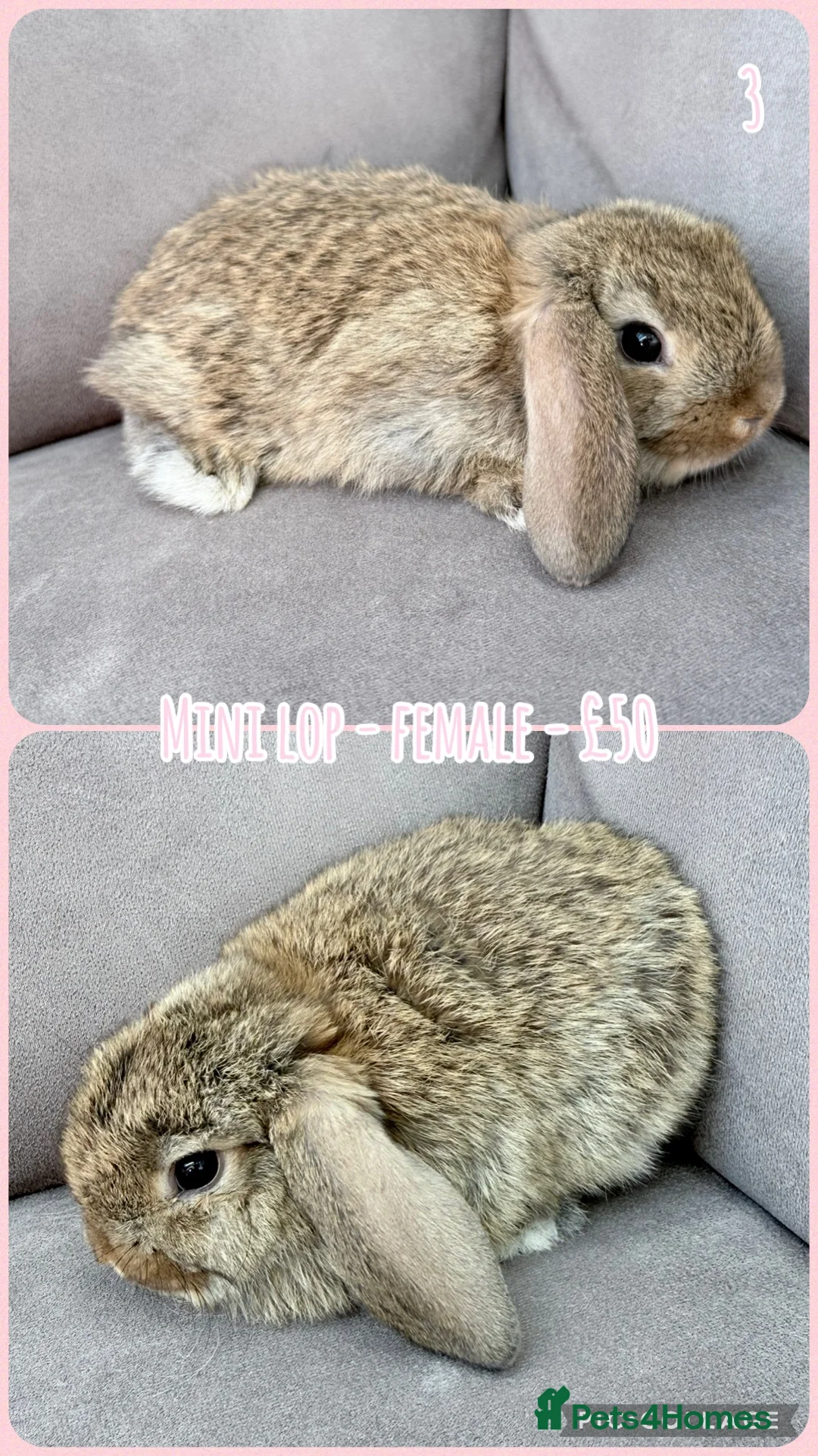 Mini Lop rabbits for sale: Mini Lop Baby Rabbits - Advert 9