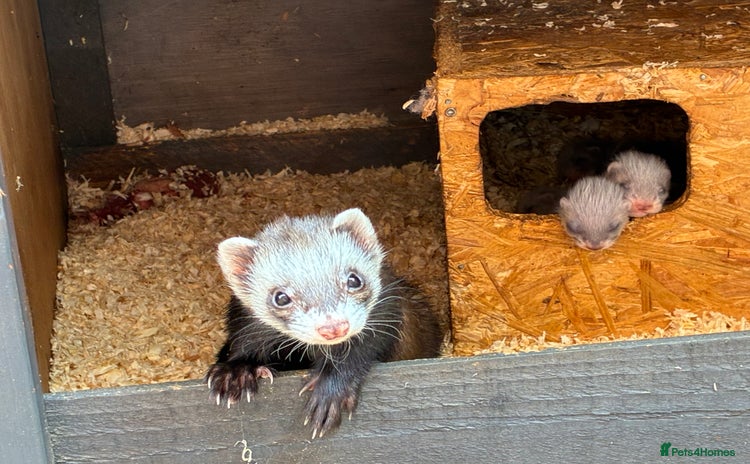 Ferret rodents - Advert 1