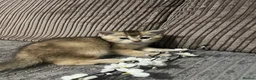 British Shorthair cats for sale: 4 British shorthairs for sale - Advert 24