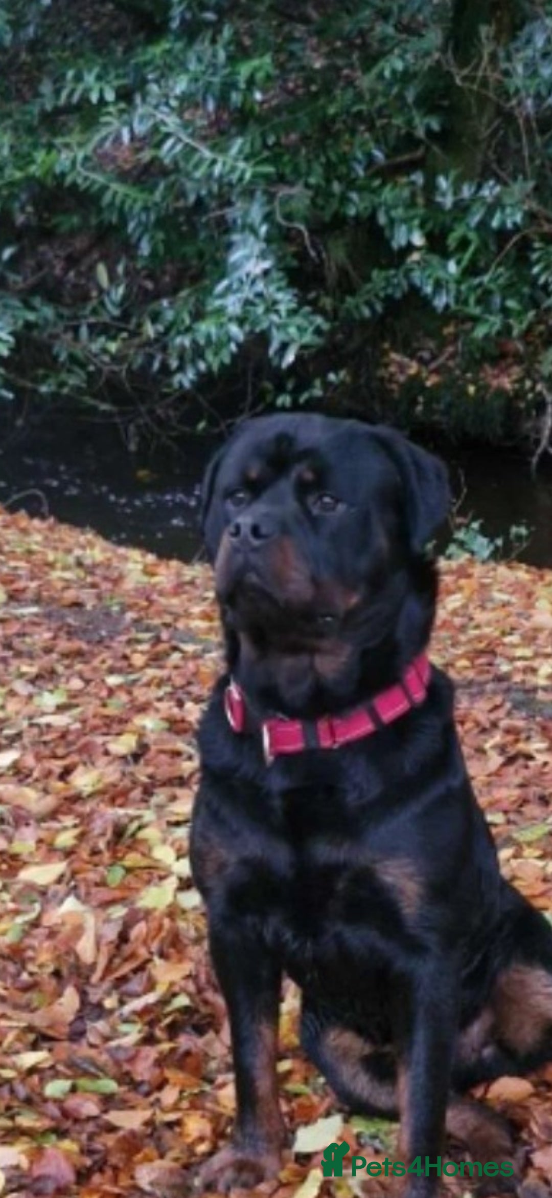Rottweiler dogs for stud: Rottweiler For Stud - Image 4