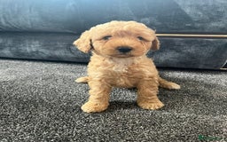 Mixed Breed dogs for sale: Cotonoodle pups - Image 10