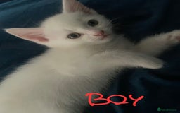 Mixed Breed cats for sale: 2beautiful male left in Portsmouth - Image 3
