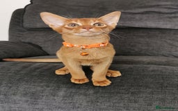 Abyssinian cats for sale: Ready now! Beautiful Abyssinians kittens❤️😍🤗 - Image 7