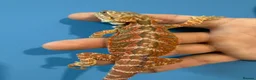 Bearded Dragon reptiles for sale: 💥💥💥Baby Dragons! WEEKEND SPECIAL £150 💥💥💥 - Advert 10