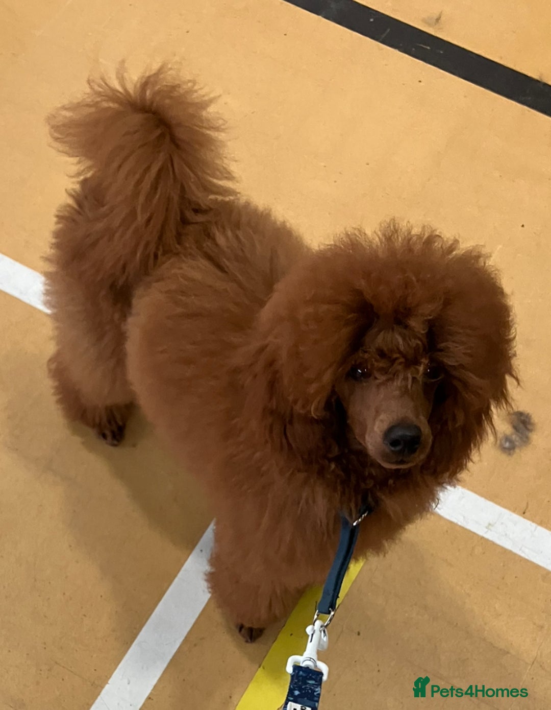 Miniature Poodle dogs for sale: 6 Month Old Miniature Poodle Boy - Advert 3
