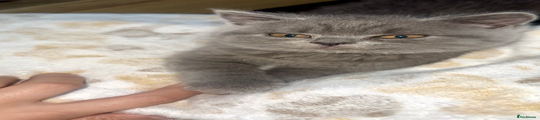 British Shorthair Kitten 1