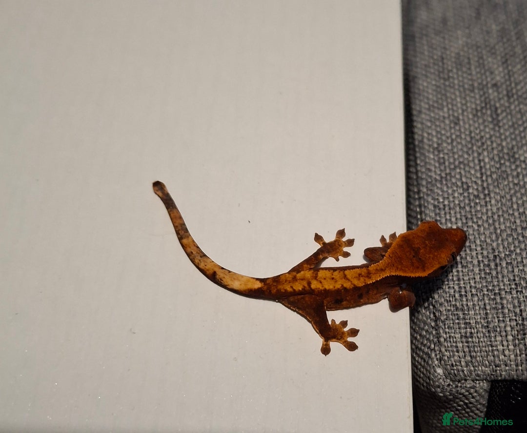 Gecko reptiles for sale: Baby crested geckos  in Doncaster - Image 1
