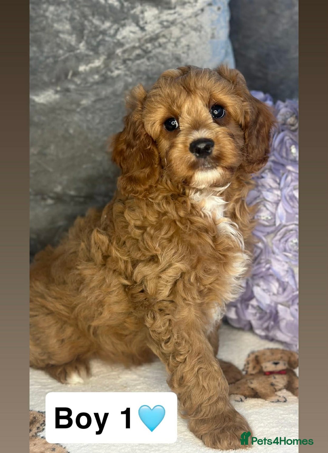 Cavapoo dogs for sale: DNA Cavapoo’s pups - Advert 2