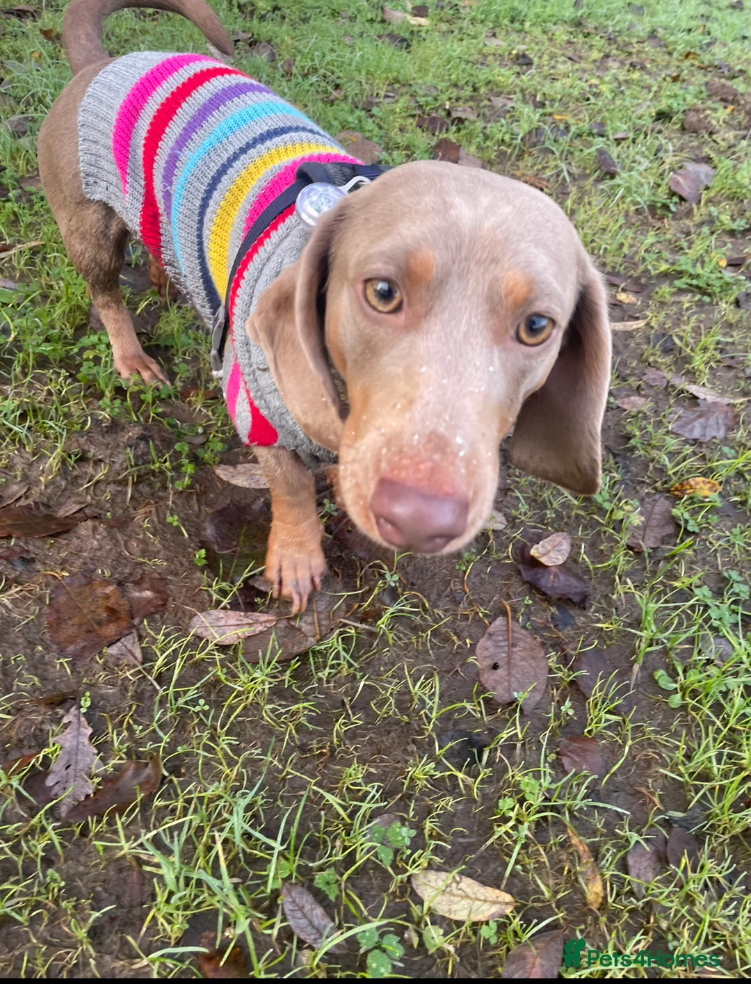 Dachshund dogs for sale: Isabella and tan miniature dachshunds  - Advert 18