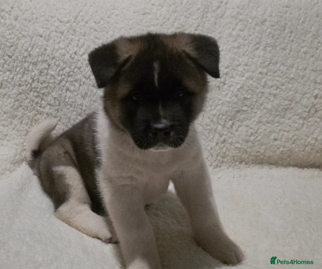 Akita dogs for sale: Beautiful pure breed American Akita puppies  - Advert 3