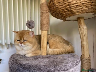 Scottish Fold cats - Advert 7