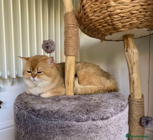 Scottish Fold cats NY12 GOLDEN CHINCHILLA SCOTTISH FOLD MALE FOR STUD - Advert 10