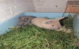 Mixed Breed rabbits for sale: 2 beautiful baby rabbits - Image 11