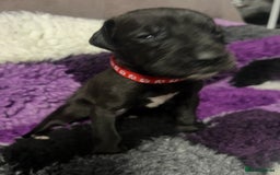 Great Dane dogs for sale: READY NOW PURE BRED GREAT DANE PUPPIES FOR SALE - Image 21