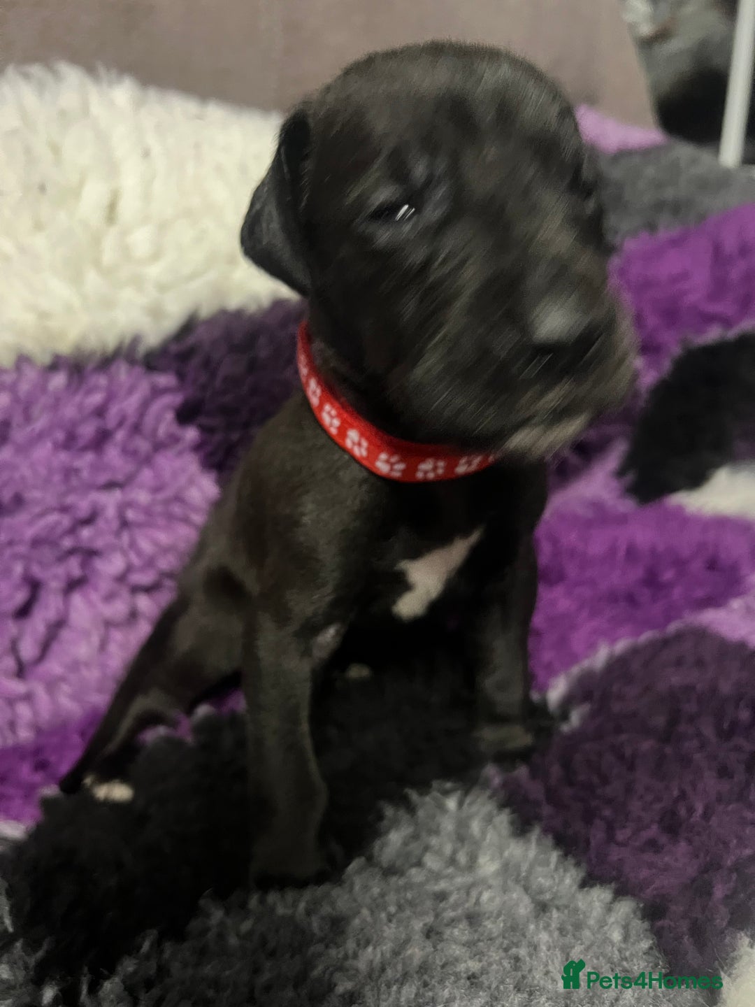 Great Dane dogs for sale: READY NOW PURE BRED GREAT DANE PUPPIES FOR SALE - Image 21
