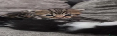 Persian Kitten 2