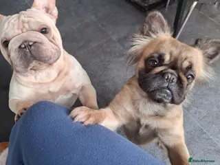 French Bulldog dogs French bulldogs - Advert 4