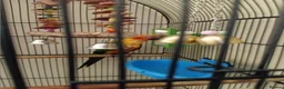 Conures birds for sale: Sun Conure in Burnley - Advert 5