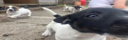Jack Russell dogs for sale: 5 male Jack Russell puppies ready to go - Advert 4