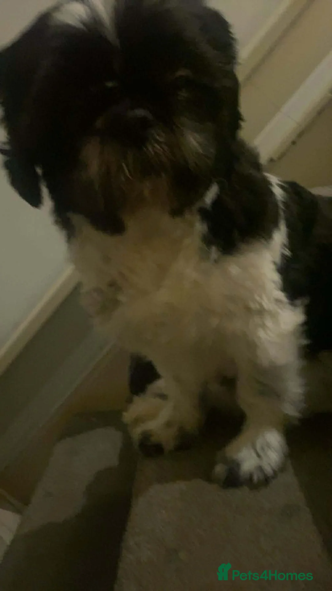 Shih Tzu dogs for stud: Archie black and white stud in Jarrow - Advert 2