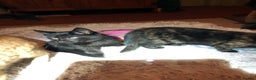 Mixed Breed cats for sale: 3 beautiful kittens looking for loving homes - Advert 9