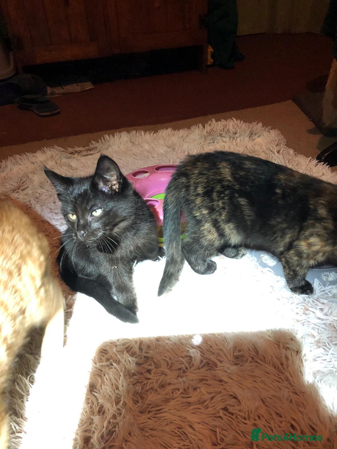 Mixed Breed cats for sale: 3 beautiful kittens looking for loving homes - Advert 9