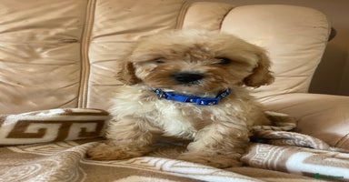 Cavapoo dogs - Advert 2