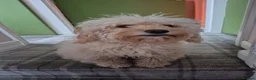 Cockapoo dogs for sale: Two Gorgeous Cockapoos. Viewible with mum and dad - Advert 13