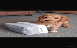 Australian Labradoodle dogs for sale: Beautiful Australian Labradoodle x pups!  - Image 10