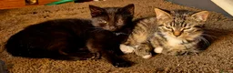 Mixed Breed cats for sale: 1 girl & 1 boy in Coventry - Advert 5