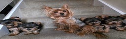 Yorkshire Terrier dogs for sale: 🌸 🐶Last Adorable Puppies (boy) READY TO GO 🌸 - Advert 4