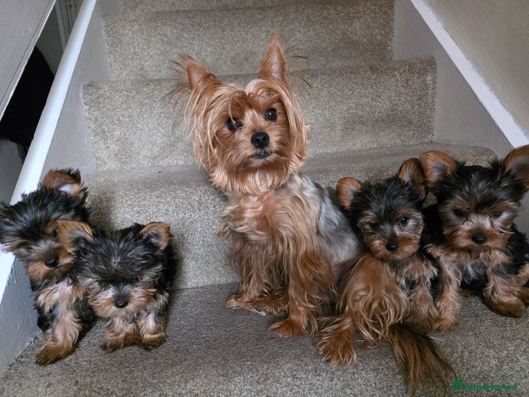 Yorkshire Terrier dogs for sale: 🌸 🐶Adorable Puppies Looking for Homes 🌸 - Image 2