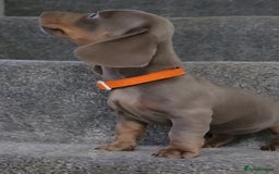 Miniature Dachshund dogs for sale: 🩷1 PETITE BABY LEFT💜READY TODAY HAD BOTH JABS 🩷 in Chorley - Image 5