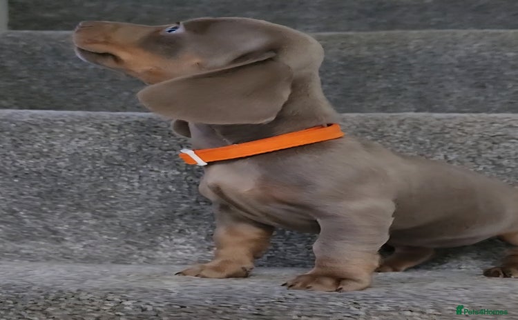 Miniature Dachshund dogs in Chorley - Advert 7