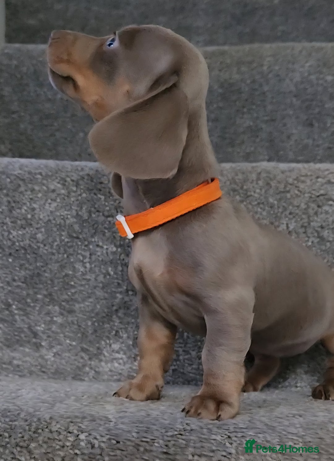 Miniature Dachshund dogs for sale: 🩷1 PETITE BABY LEFT💜READY TODAY HAD BOTH JABS 🩷 in Chorley - Image 5