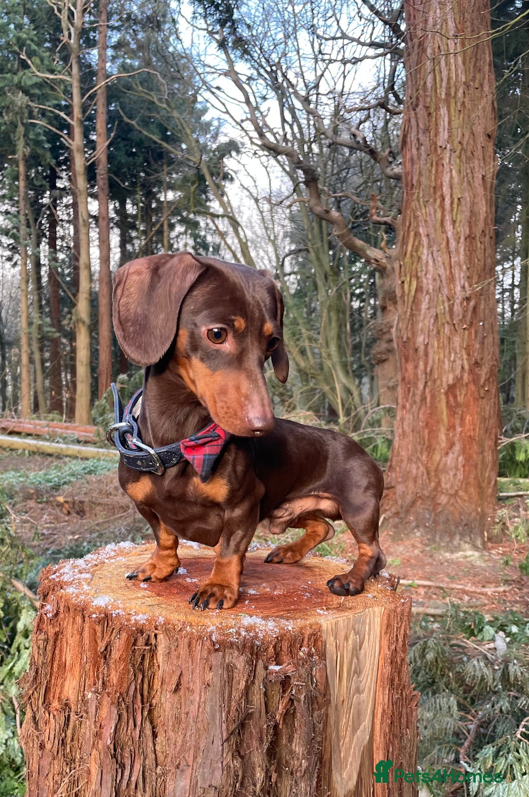 Miniature Dachshund dogs for stud: 27 champions prince Rolo  - Advert 2