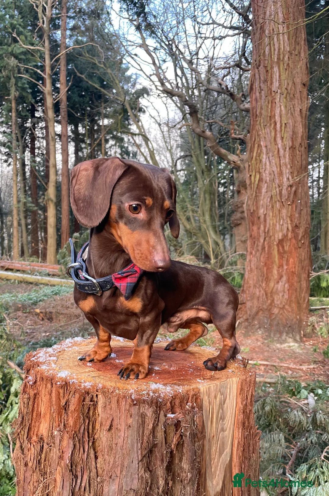 Miniature Dachshund dogs for stud: 27 champions prince Rolo  - Advert 2