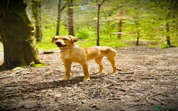 Labradoodle dogs for sale: 2 year old Labrador  - Image 12