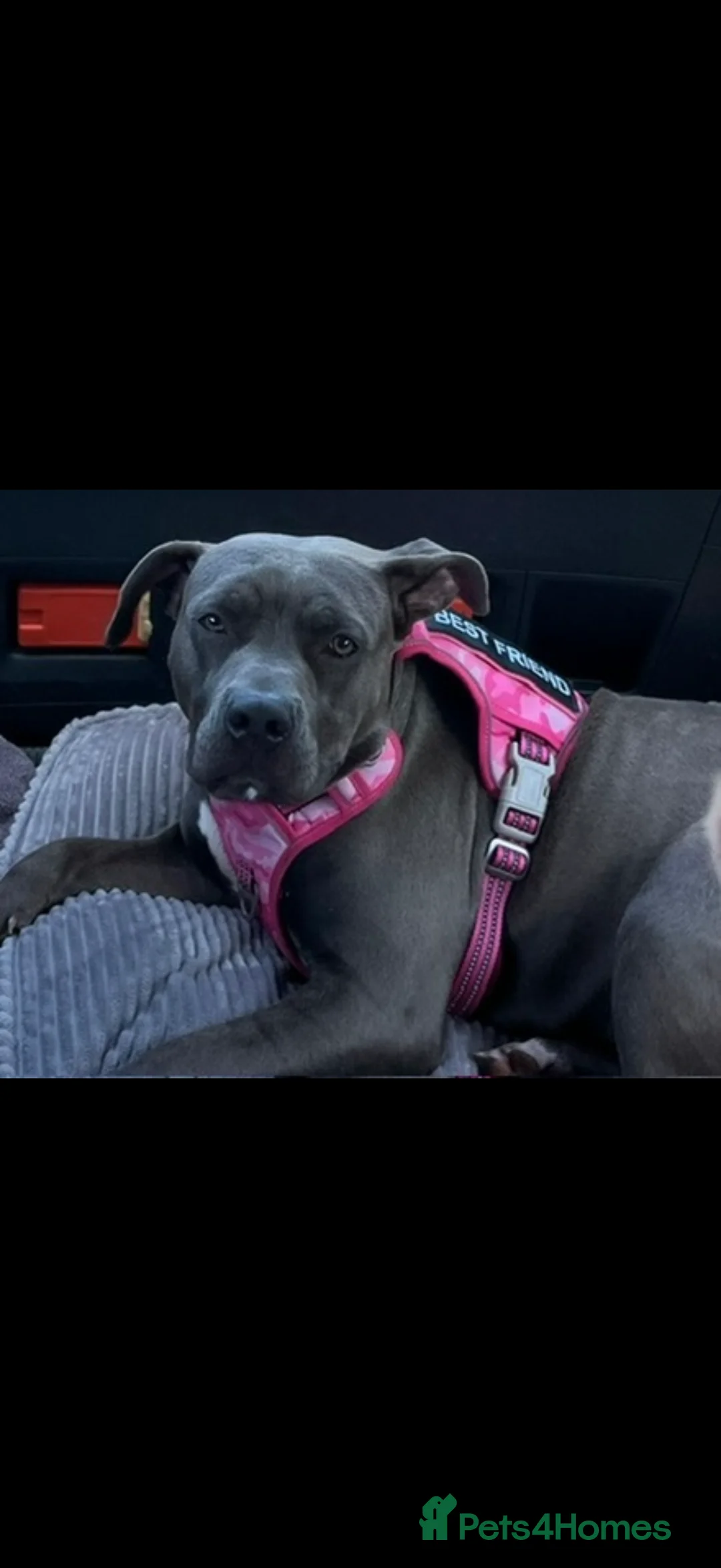 American Bully dogs for sale: American bully classic puppies for sale  - Advert 7