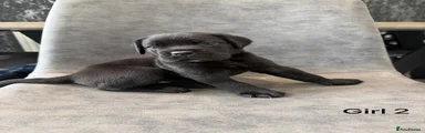 Cane Corso Puppy 4