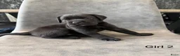 Cane Corso dogs for sale: Ready to collect Exceptional Cane Corso puppies   - Advert 34